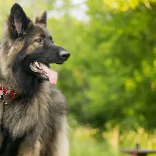 Shiloh Shepherd