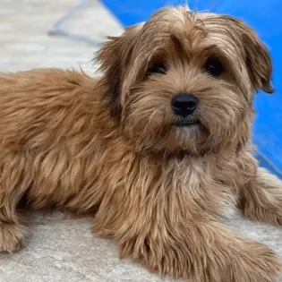 Shorkie - Perfect Small Mix Companion