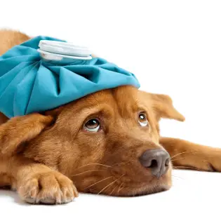 Do Dogs Get Headaches?