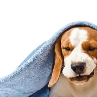 Kennel Cough - Symptoms, Treatment & Prevention