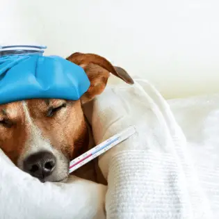 Can Dogs Get Colds