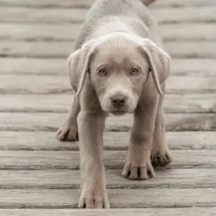 Silver Lab - How Rare Are They?