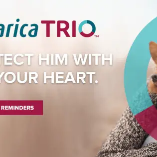 What Owners Should Know About Simparica Trio for Dogs