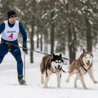 Skijoring - Why You Have to Try It