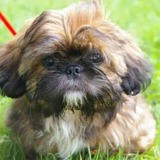 Top Best 60 - Small Dog Breeds