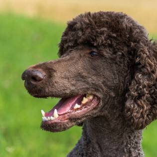 Poodle Rescue Near Me - Where to Adopt a Poodle?