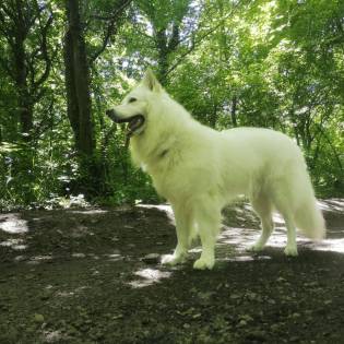 What Is Like To Own a White Swiss Shepherd?