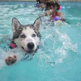 Kako naučiti psa plivati?