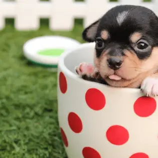 Teacup Chihuahua - Is It The Right Choice For Me?