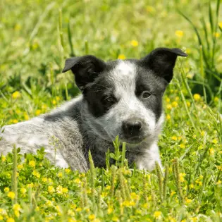 Texas Heeler - Breed Characteristics & Care