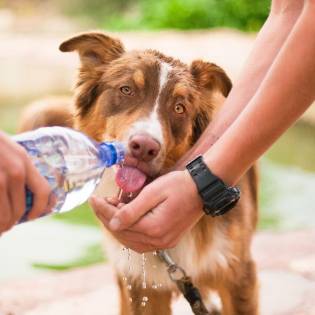 Dehydration in Dogs - Signs & Prevention