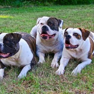 9 American Bulldog Fun Facts You Didn't Know About