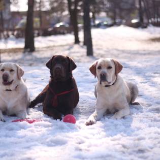 Labrador Retriever - Coat Colors