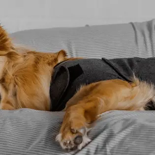 Does Thundershirt Work & Where I Can Get It