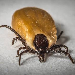 5 Places to Look for Ticks on Your Dog