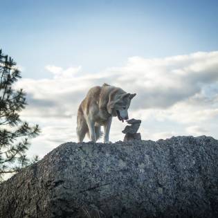 True Story of Togo the Sled Dog