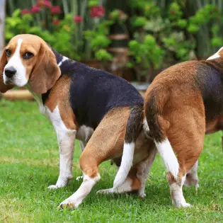 Dogs Mating - All You Need To Know