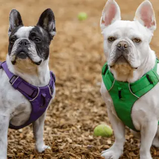 Frenchton [Complete Breed Guide 2023]