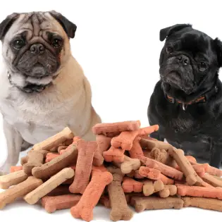 Best Dog Treats and How to Choose Them