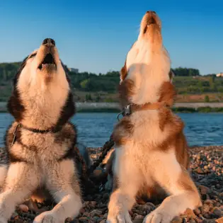 Dog Howling: Why They Do It And How To Stop It?