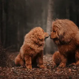 7 Interesting Facts About Tibetan Mastiff