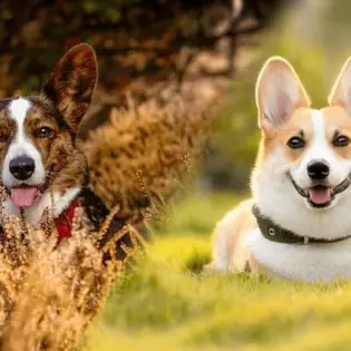 Fun Facts About Different Types of Corgis