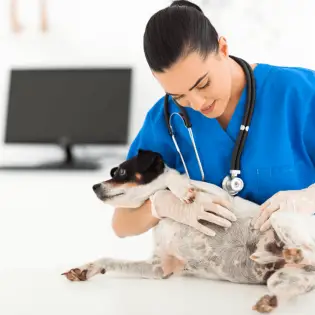 Kidney Infection In Dogs: Causes, Signs & Treatment