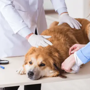 Metronidazole For Dogs