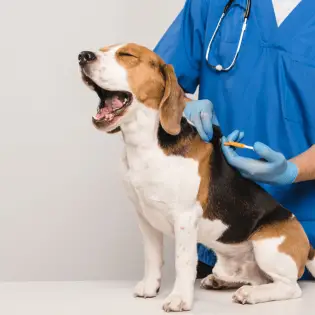 Should You Microchip Your Dog