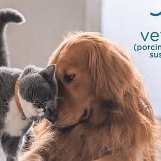 Vetsulin for Dogs - Where to Get it?
