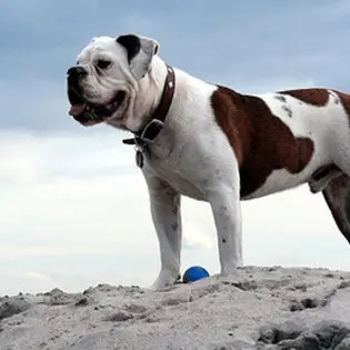 Victorian Bulldog - Beautiful But Not So Popular Dog