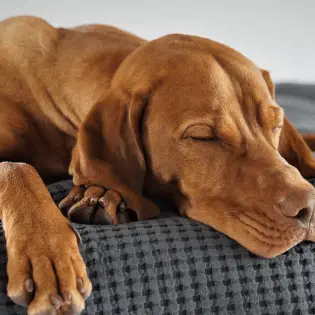 Should You be Worried if Your Dog Sleeps All Day?