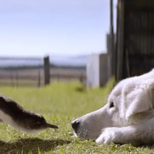 Did You Know Maremma Sheepdogs Saved Penguins?