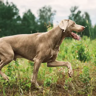 Tail Docking - Why It Is Still Done Today?