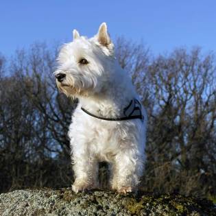 Taking Care of a Westie