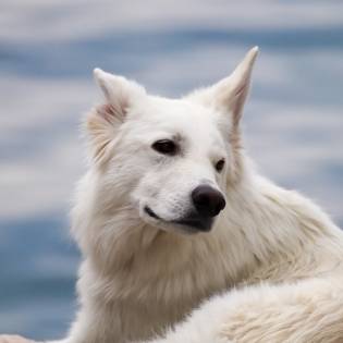 The 7 Favorite White Dog Breeds