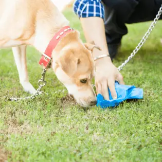 Why Do Dogs Eat Poop?