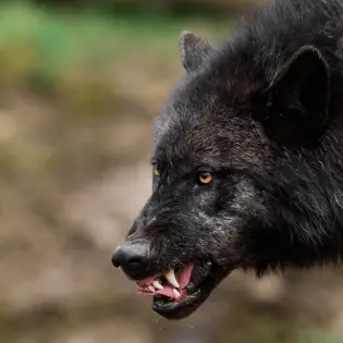 Top 7 Wolf Like Dogs You Most Probably Didn't Heard Of