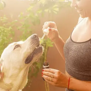 Why You Should Try CBD Oil for Dogs?