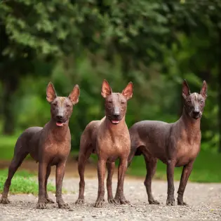 4 Most Famous Hairless Dog Breeds