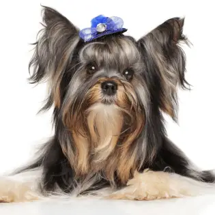 Do Yorkies Shed or Are They Hypoallergenic Dogs?