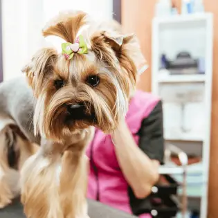 8 Things to Ask Potential Groomers Before You Choose The Right One