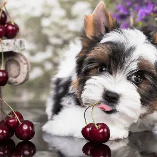 Find Out Can Dogs Eat Cherries?