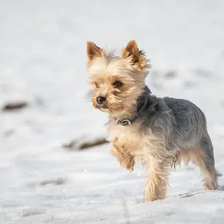 7 Yorkshire Terriers Fun Facts You Didn't Know