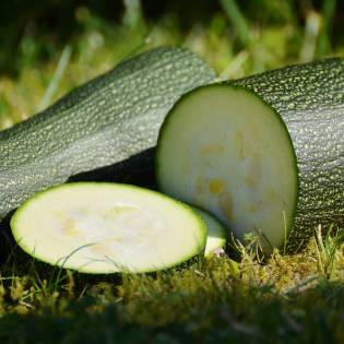 Can Dogs Eat Zucchini