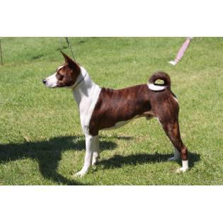 can a basenji live in netherlands