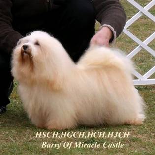 Havanese Of Miracle Castle