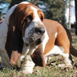 Archie