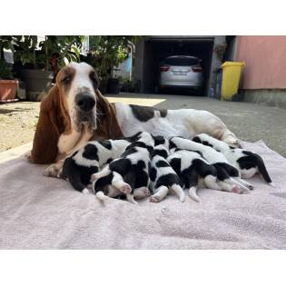 Basset Hound