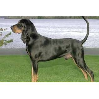Chien Noir Et Feu Pour La Chasse Au Raton Laveur